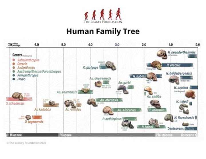 The Evolutionary Origins of Human Curiosity